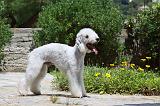 BEDLINGTON TERRIER 013